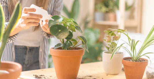 Top 10 gardening tips for beginners