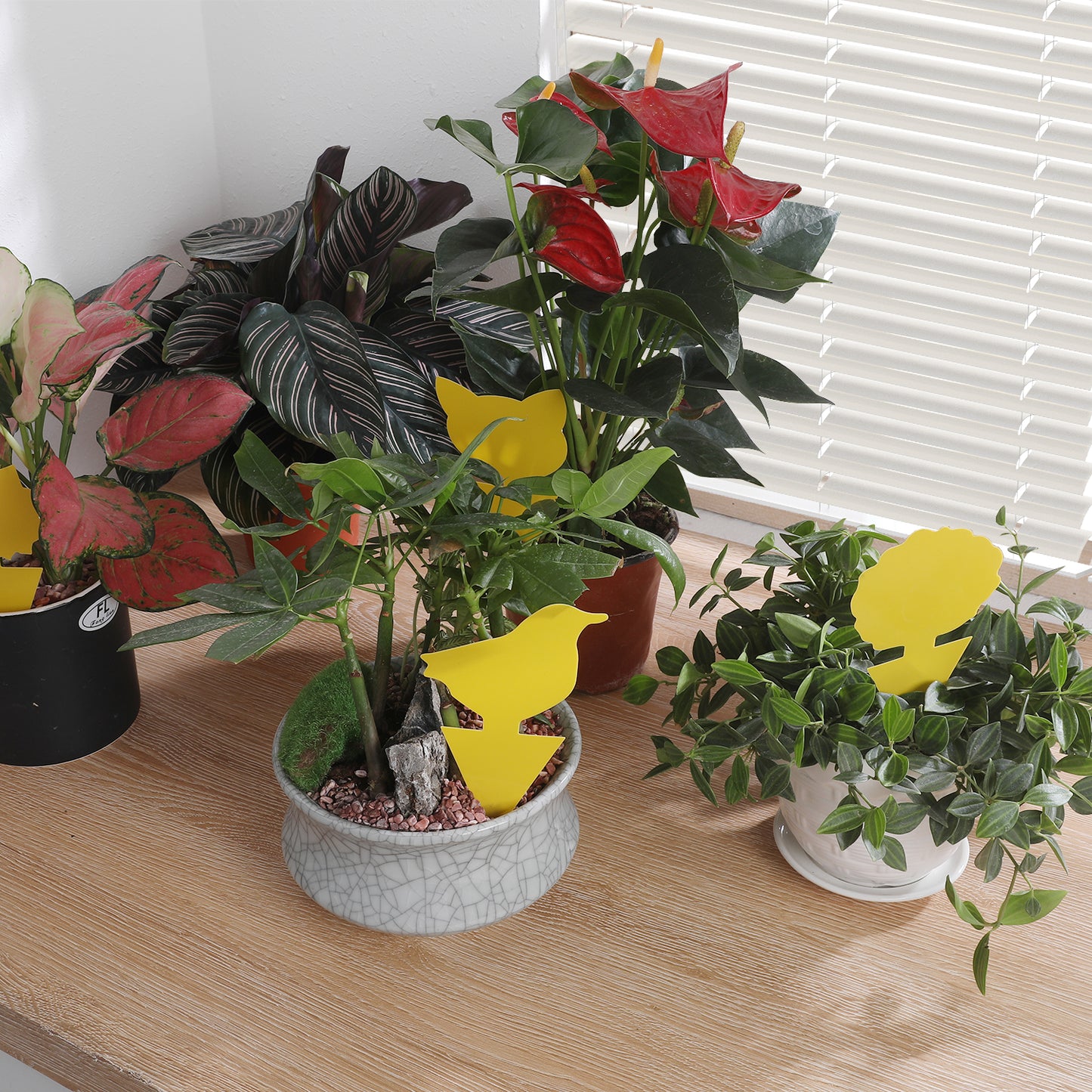 can be used indoor greenhouse protect your plant