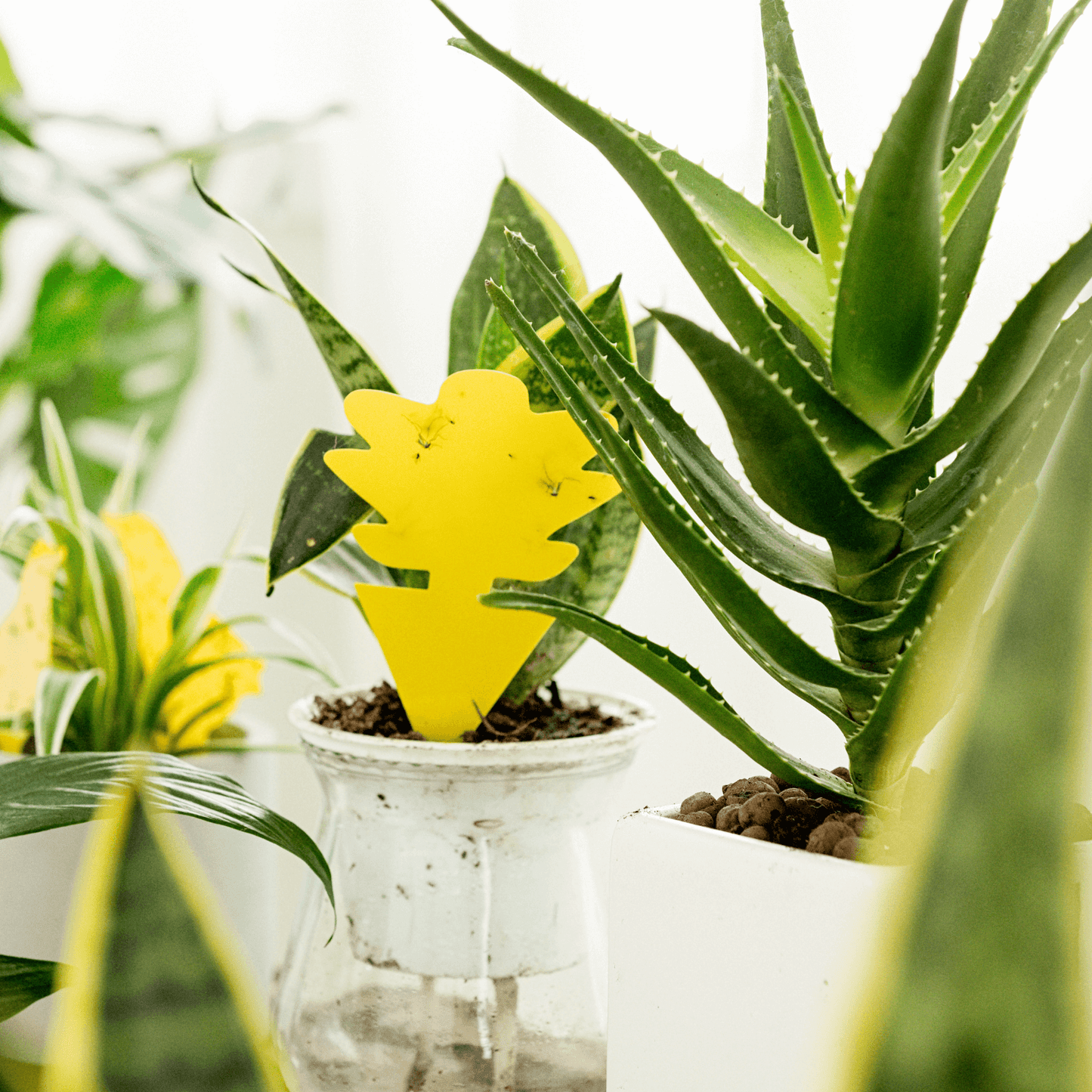 Yellow Sticky Fruit Fly Traps - Sunflower Shape | Garsum®