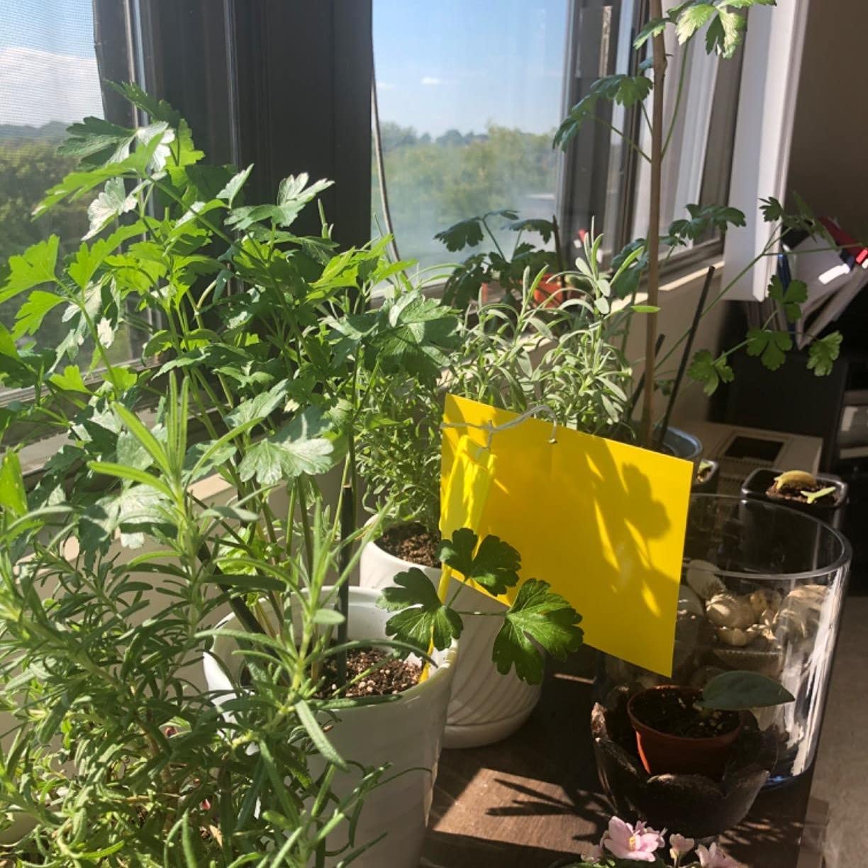 at home houseplant sticky trap