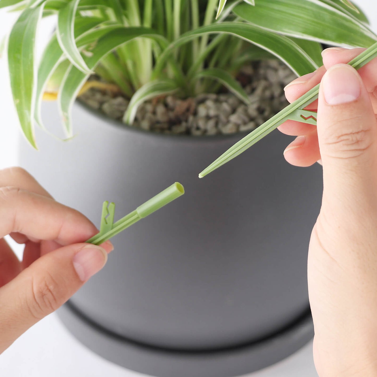 Houseplant Sticky Traps | Garsum®
