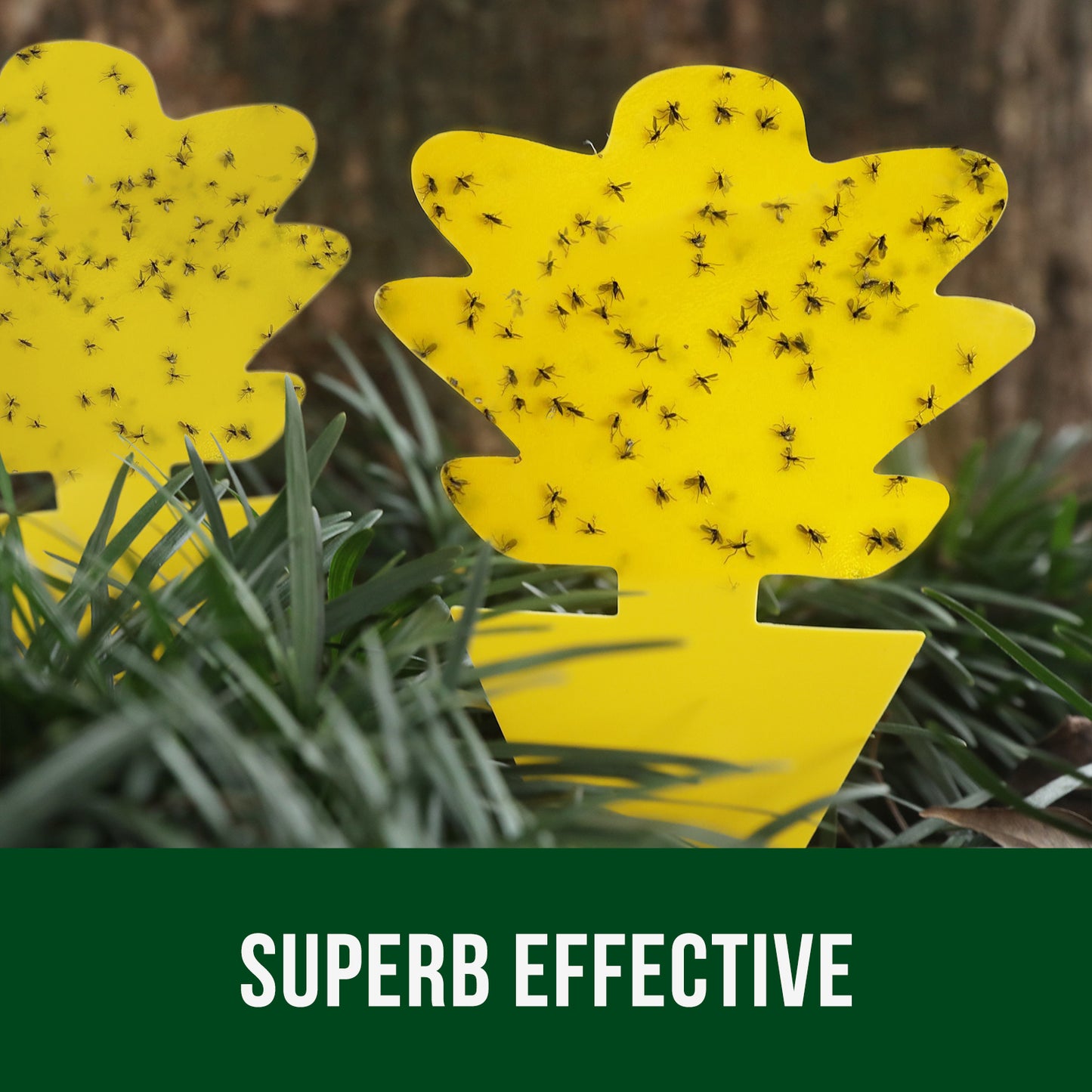 Garsum Fruit Fly Trap Yellow Sticky Traps, 18 pcs Fungus Gnat Killer for Indoor and Outdoor Plant Insect Catcher - Succulent Shape