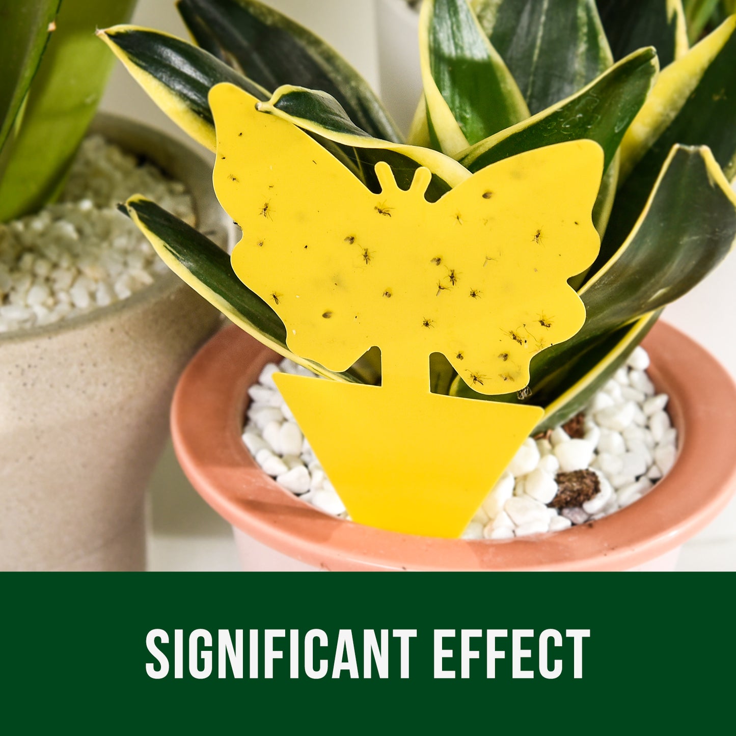Garsum Fruit Fly Sticky Trap for Indoor and Outdoor, 36 Pack Fungus Gnat Killer for Houseplant